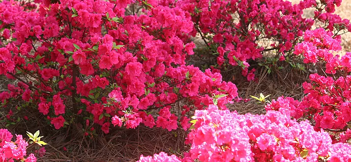 8 Best Things To Do In Rock Hill, South Carolina