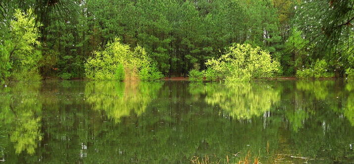 Top 8 Things To Do In Aiken, South Carolina