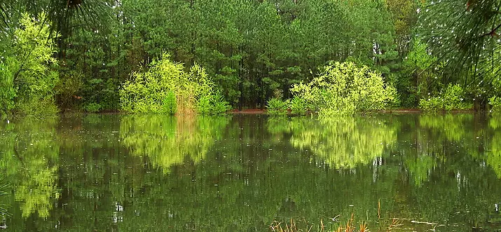 Top 8 Things To Do In Aiken, South Carolina