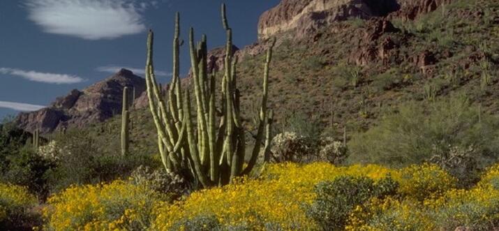 things to do in ajo arizona