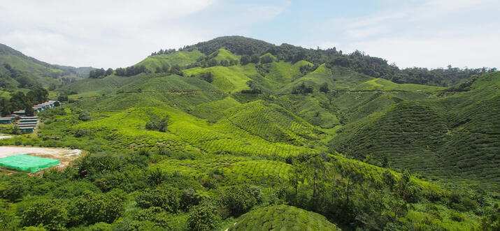 things to do in cameron highlands