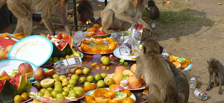 Enjoy One Of Thailand’s Most Unusual Festivals: Lopburi Monkey Banquet! 