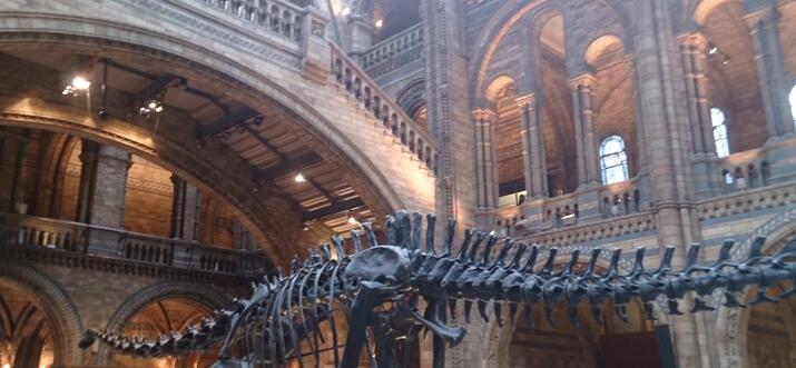 Make Friends With The Dinosaurs At The Natural History Museum, London