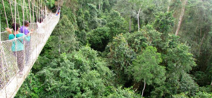 Reach New Heights At The Canopy Walk In Kakum National Park, Ghana