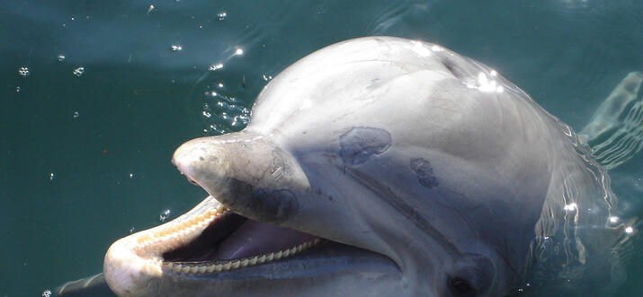 things to do in aransas pass texas