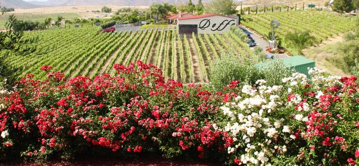 Temecula, California: An Oasis Of Food, Wine, And Outdoor Activities