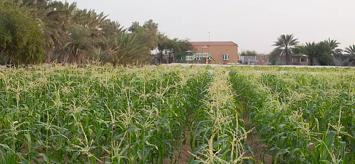 9 Best Airbnb Vacation Rentals In Al Ain, UAE