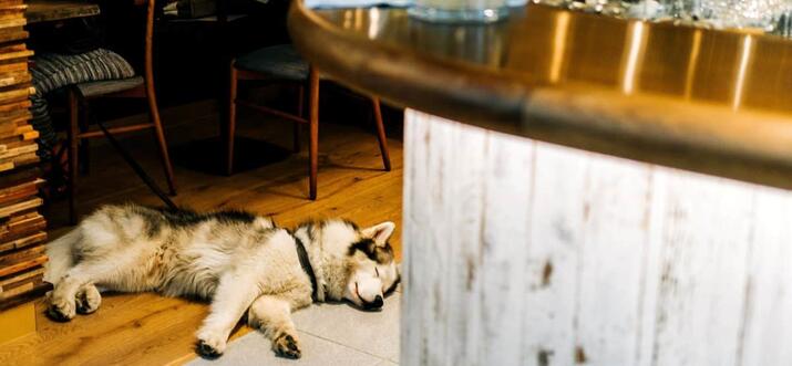 Top 10 Dog friendly Restaurants In San Diego California Trip101