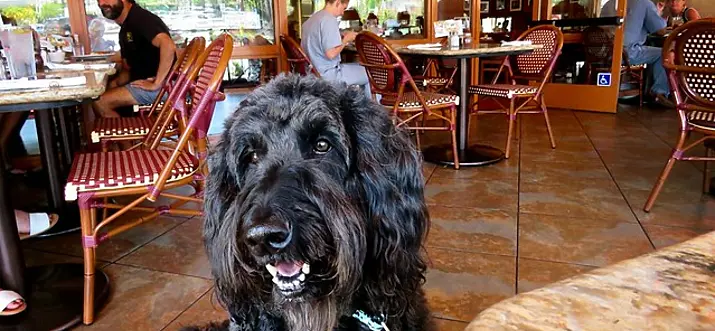 Top 10 Dog-Friendly Restaurants In Washington DC