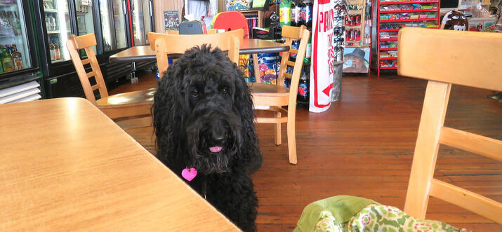 Top 10 Dog friendly Restaurants In San Francisco California Trip101