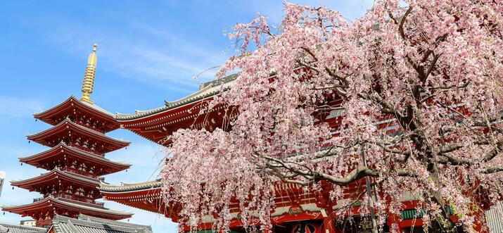 best guided tours in japan