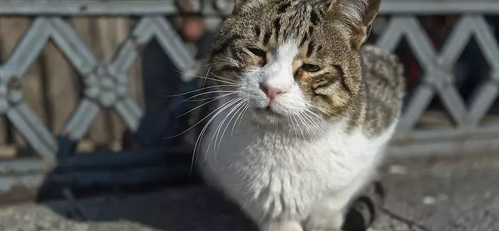 Istanbul sous un angle différent: 18 choses inhabituelles à faire à Istanbul