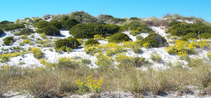things to do in Cape-San-Blas FL