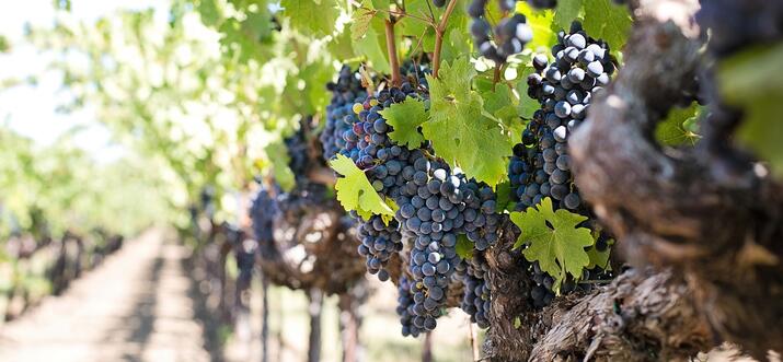 10 Meilleurs caves et vignobles à Malibu, Californie, États-Unis