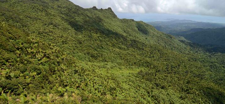 El Yunque Puerto Rico