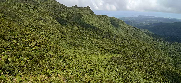 A Guide To El Yunque, Puerto Rico