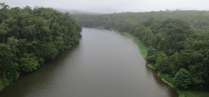 Daintree Rainforest Cairns