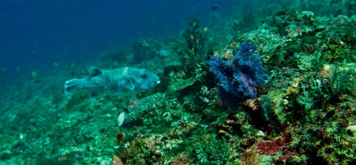 nusa penida snorkeling