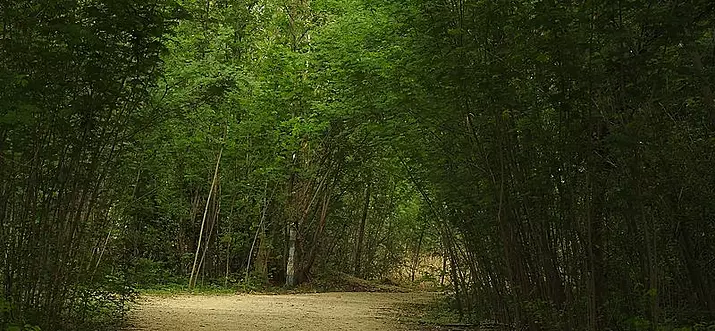 A Guide To Botanical Garden, Hyderabad