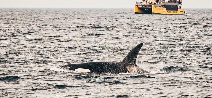 boat tours in vancouver