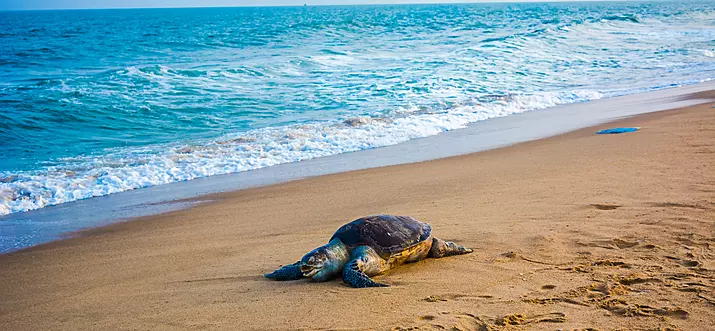 A Guide To Auro Beach, Pondicherry