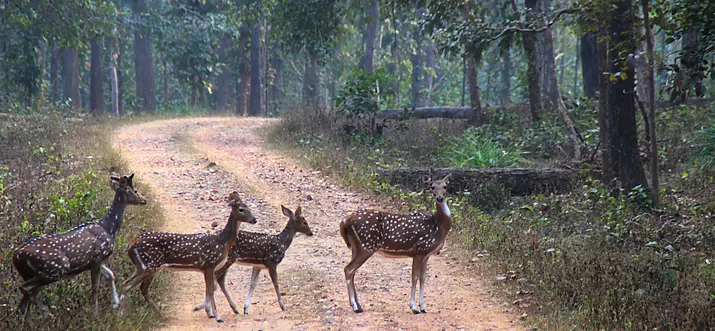 Top 7 Wildlife Sanctuaries In Chhattisgarh, India