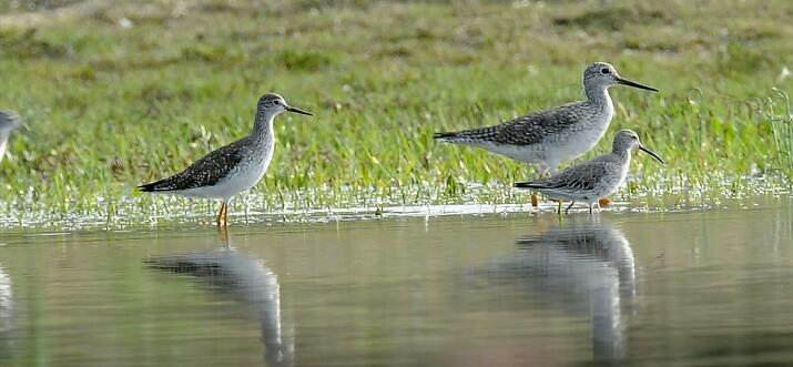 bird sanctuaries in nj