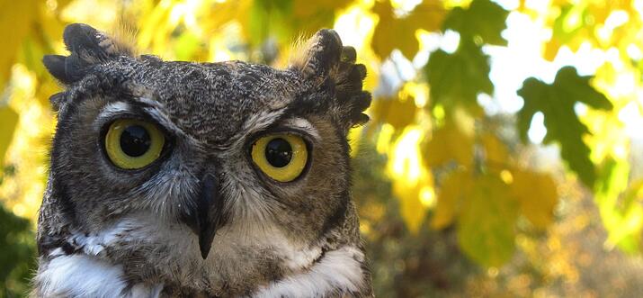 bird sanctuaries in arizona