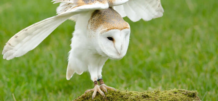bird sanctuaries in wales