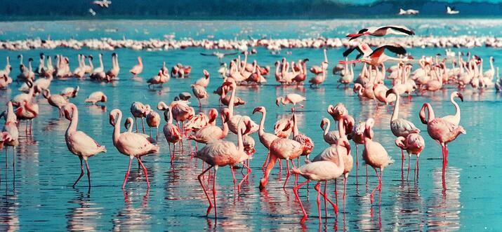 things to do in nakuru