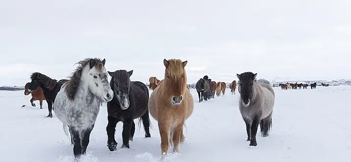 Embark On A Scenic Journey With Iceland’s Adorable Locals