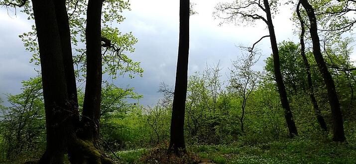 things to do in targu-mures