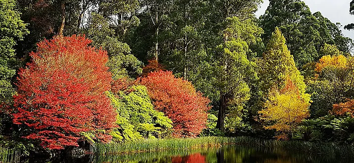 Top 10 Things To Do In Olinda, Australia