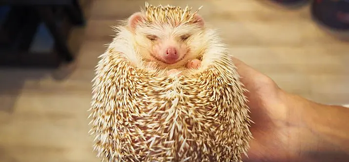 The 4 Cutest Animal Cafes In Tokyo