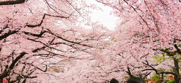 Top 8 Sakura Avenues In Tokyo You Cannot Miss!