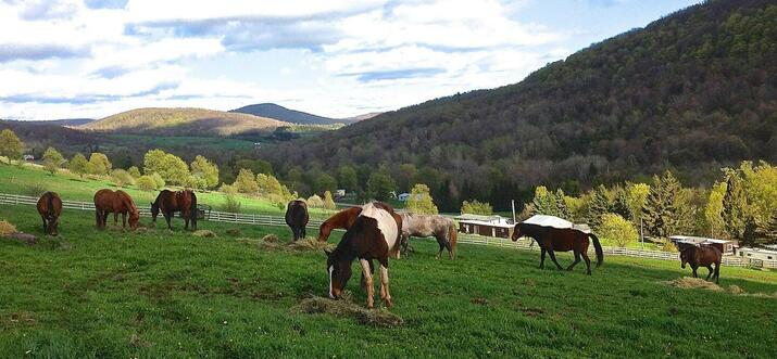 ranches in new york