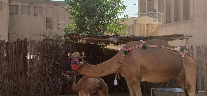 airbnb experiences dubai