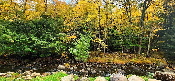14 Best Pet-Friendly Cabins Near The Adirondack Mountains