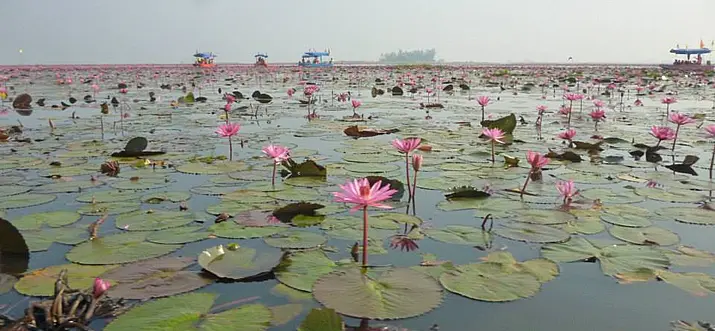 Take A Boat Trip On Thailand’s Pretty And Ethereal Talay Bua Daeng 