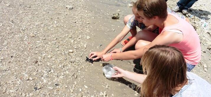 Release Baby Turtles Back To The Sea At TCEC Serangan Island, Bali