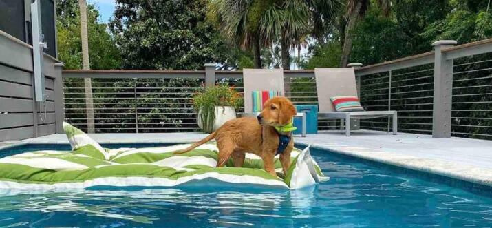 10 Handpicked Pet-Friendly Airbnbs In Isle of Palms, South Carolina