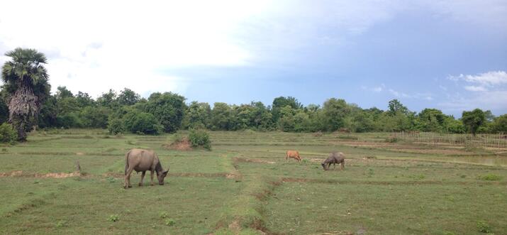 Dolphins, Homestays, & Peace: Five Days In Kratie, Cambodia