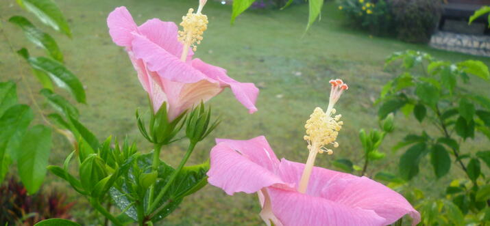 resorts in Loei