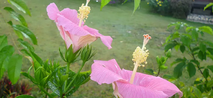 Enjoy Scenery And Nature From Rabiang Phu Resort, Loei, Thailand