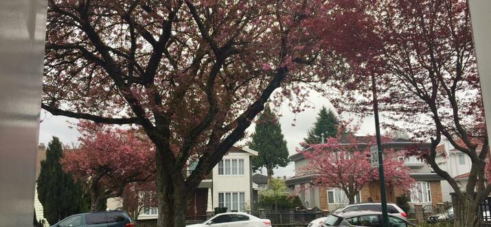 homestay canada