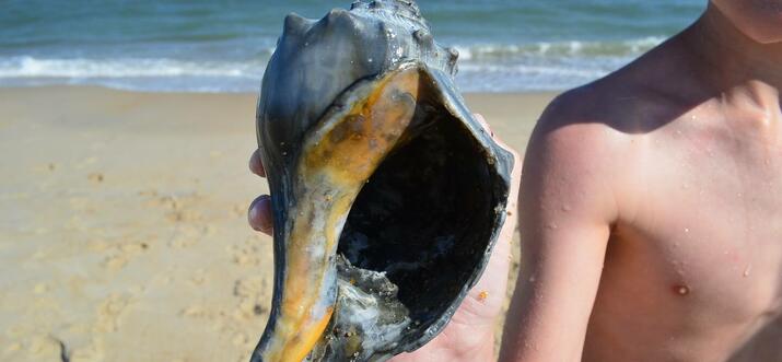 outer banks monthly rentals
