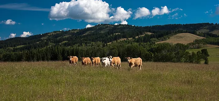 10 Best Ranches To Stay In Canada