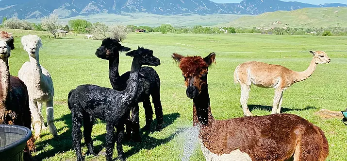 5 Best Ranches To Stay Near Sheridan, Wyoming