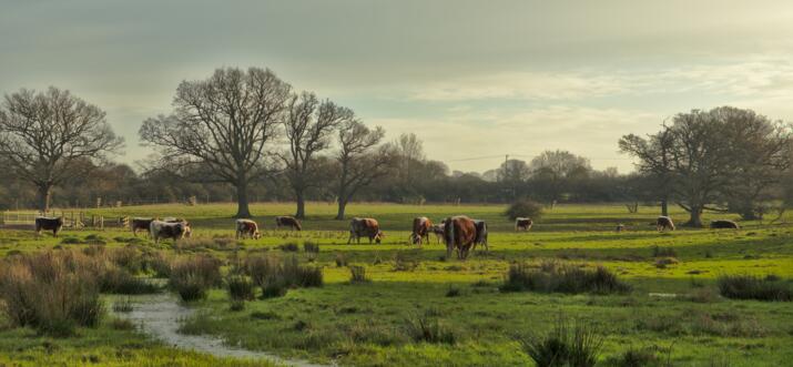 rewilding in europe