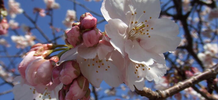 Best Tips For Viewing Cherry Blossoms In Izukogen, Japan